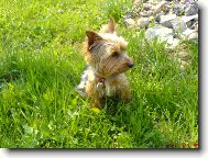 Jorkšírský terier, Yorkshire Terrier,
