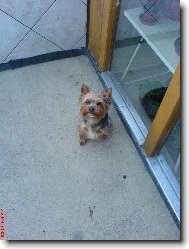 Jorkšírský terier, Yorkshire Terrier,