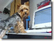 Jorkšírský terier, Yorkshire Terrier,