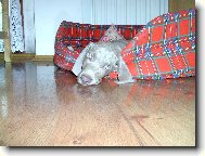Weimaraner, Weimaraner Vorsterhund