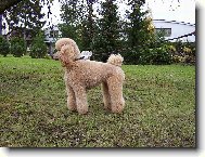 Poodle, Caniche