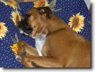Deutscher Boxer