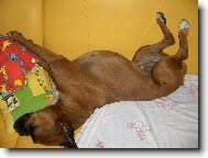 Deutscher Boxer