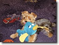 Jorkšírský terier, Yorkshire Terrier,