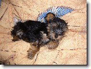 Jorkšírský terier, Yorkshire Terrier,