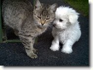 Bichon á poil frisé, Bichon Frise