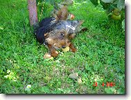 Jorkšírský terier, Yorkshire Terrier,