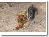Jorkšírský terier, Yorkshire Terrier,