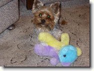 Jorkšírský terier, Yorkshire Terrier,