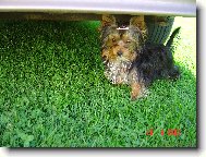 Jorkšírský terier, Yorkshire Terrier,