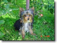 Jorkšírský terier, Yorkshire Terrier,