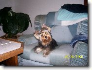 Jorkšírský terier, Yorkshire Terrier,