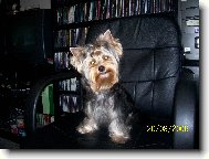 Jorkšírský terier, Yorkshire Terrier,