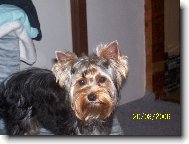 Jorkšírský terier, Yorkshire Terrier,