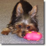 Jorkšírský terier, Yorkshire Terrier,