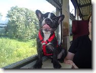 Bouledogue francais, French Bulldog