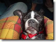 Bouledogue francais, French Bulldog