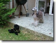 Poodle, Caniche