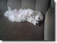 Bichon á poil frisé, Bichon Frise