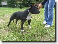 American Staffordshire Terrier