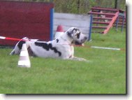 Deutsche Dogge