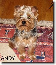 Jorkšírský terier, Yorkshire Terrier,