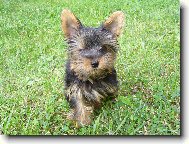 Jorkšírský terier, Yorkshire Terrier,