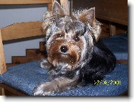 Jorkšírský terier, Yorkshire Terrier,