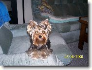 Jorkšírský terier, Yorkshire Terrier,