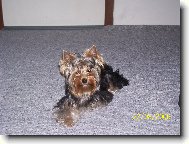 Jorkšírský terier, Yorkshire Terrier,
