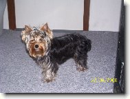 Jorkšírský terier, Yorkshire Terrier,