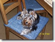 Jorkšírský terier, Yorkshire Terrier,