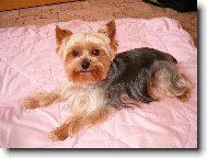 Jorkšírský terier, Yorkshire Terrier,
