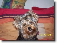 Jorkšírský terier, Yorkshire Terrier,