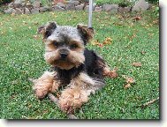 Jorkšírský terier, Yorkshire Terrier,