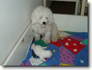 Bichon á poil frisé, Bichon Frise