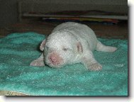 Bichon á poil frisé, Bichon Frise