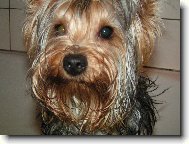Jorkšírský terier, Yorkshire Terrier,