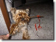 Jorkšírský terier, Yorkshire Terrier,