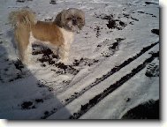 icu, Shih-Tzu