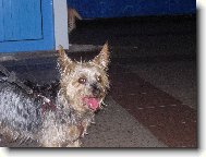 Australsk silky terir