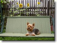 Jorkšírský terier, Yorkshire Terrier,