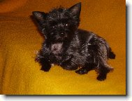 Jorkšírský terier, Yorkshire Terrier,