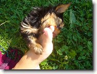 Jorkšírský terier, Yorkshire Terrier,