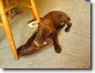 Deutscher Kurzhaariger Vorstehhund