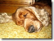 English Cocker Spaniel