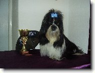 icu, Shih-Tzu