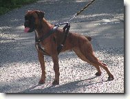 Deutscher Boxer