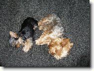 Jorkšírský terier, Yorkshire Terrier,