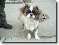 icu, Shih-Tzu